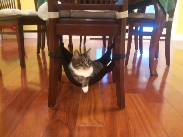 Now where's Mom with those toasted marshmallows? A cat relaxes in a small hammock underneath a chair in a dining room.