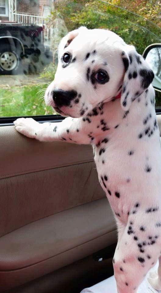 A Dalmatian puppy leans against the inside of a car door and looks over its shoulder at you. The spots on the dog's fur are reflected in the window glass.