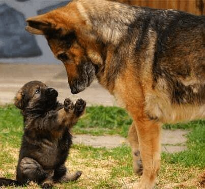 A German Shepherd puppy sits upright and shows its paws to an adult German Shepherd dog looking down at it.