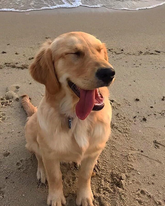 A Golden retriever dog sits on a beach with its tongue hanging out and its eyes closed in an expression of happiness