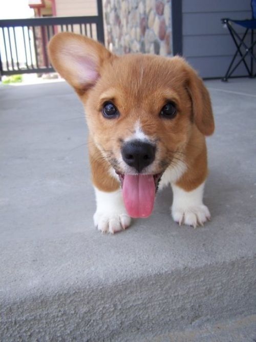 A Corgi puppy stands and looks at you. The puppy's right ear stands up while the left ear flops down.