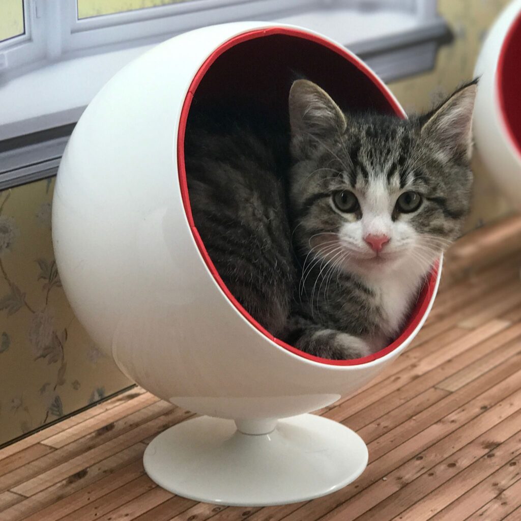 A kitten sits inside a miniature chair with a futuristic egg shape.