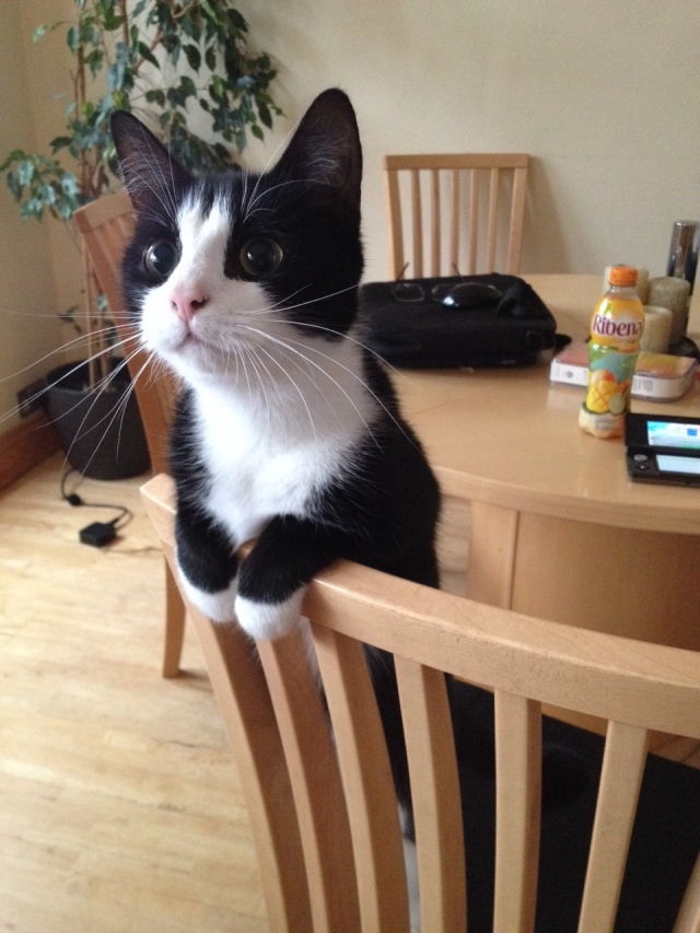 This is MOST interesting, do continue! A cat with black and white fur rests its paws on the edge of a chair and looks interested in something in the distance