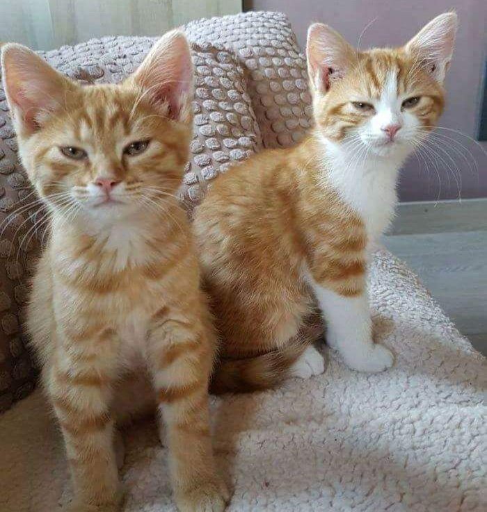 angry looking cats