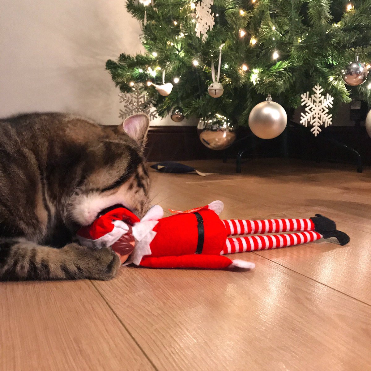 Elf on 2024 the shelf cat