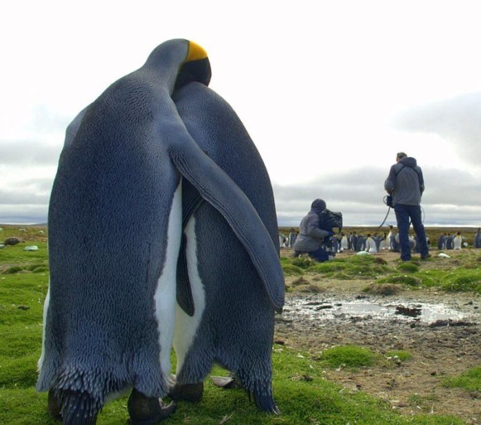 Two penguins huddle together while a film crew works in the background