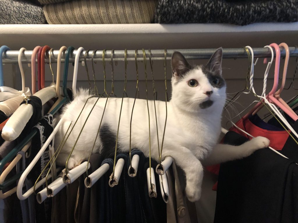 cat in coat hangers