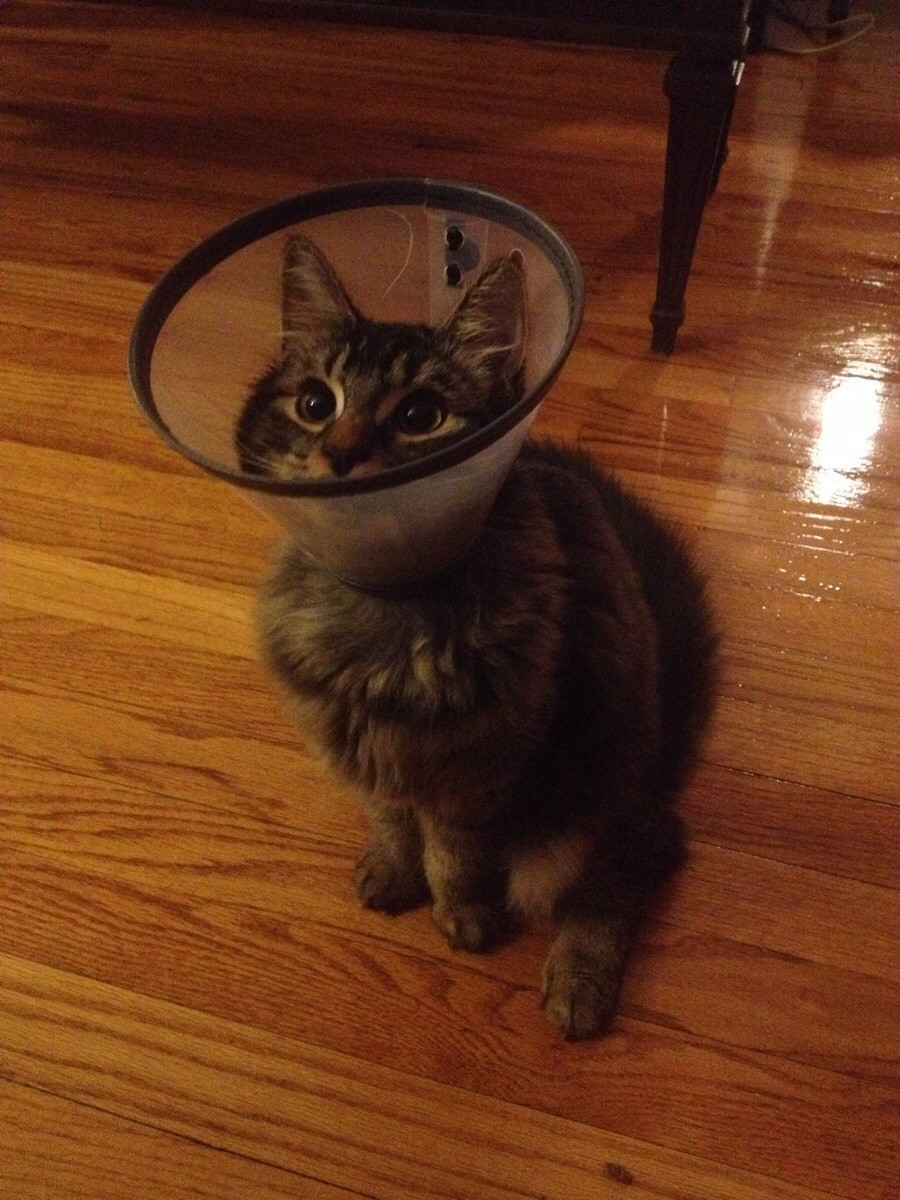 cat in cone