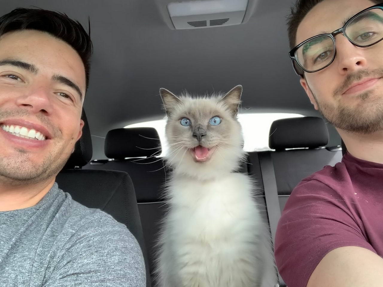 Two men and a cat in the front seat of car. The cat looks very eager.