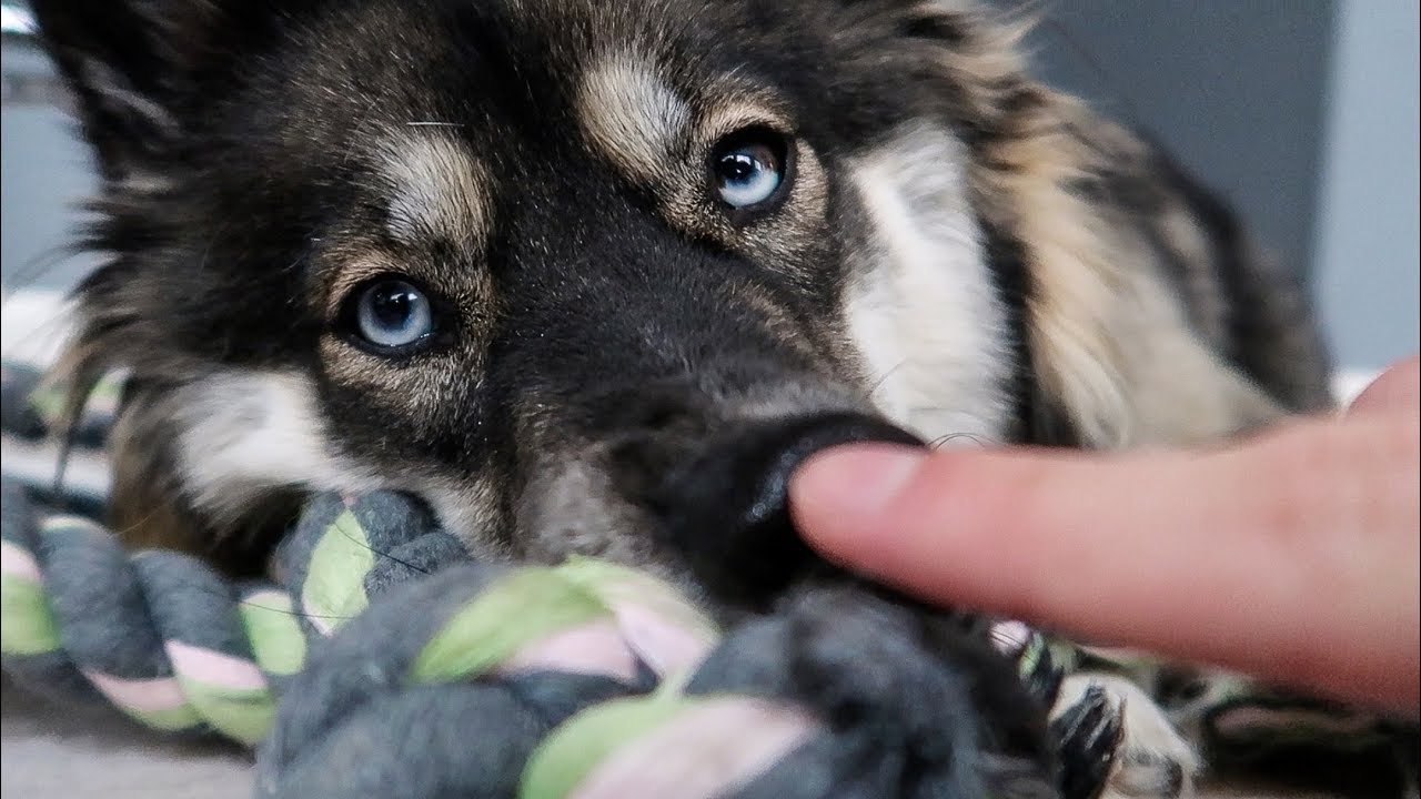 Snoot