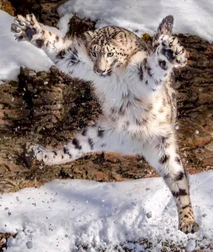 leaping snow leopard