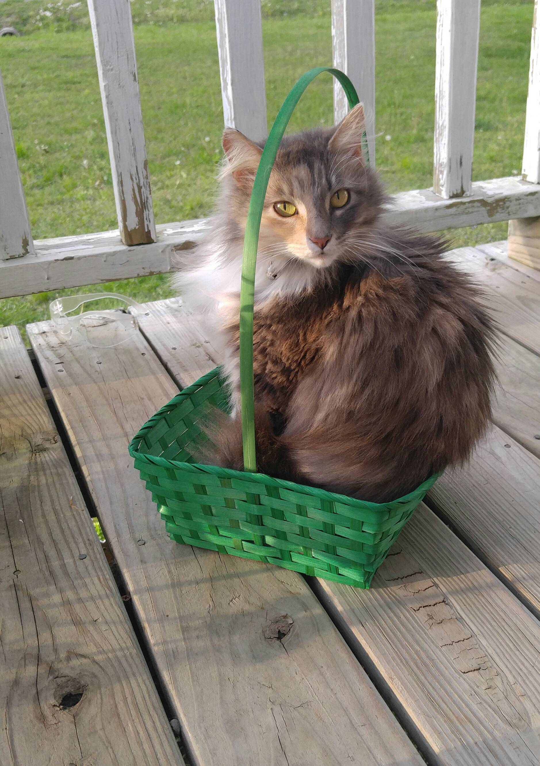 Cat sits in straw basket
