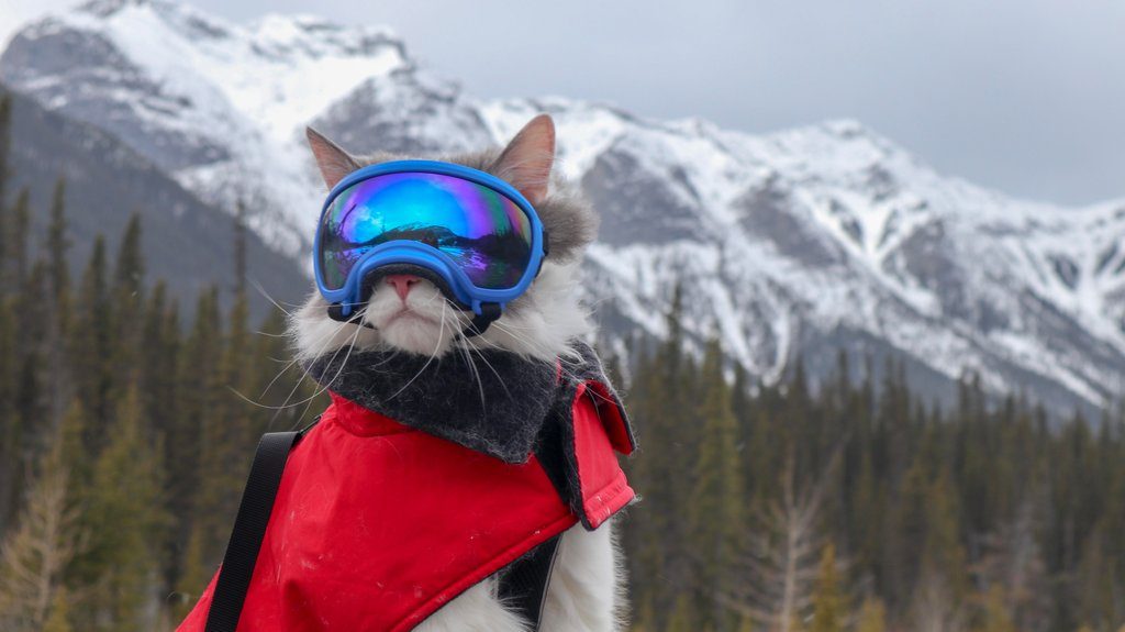 cat in ski goggles