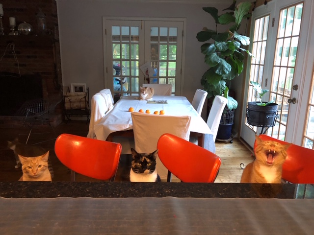 cats sit at table