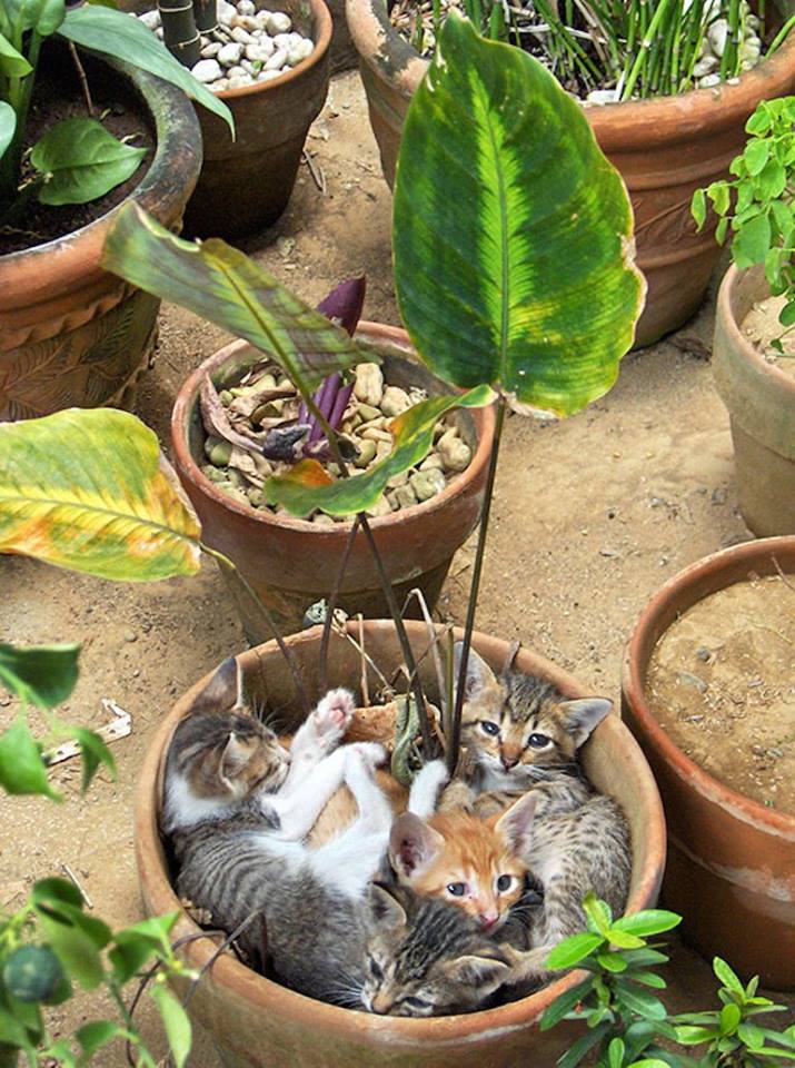 kittens in flowerpot