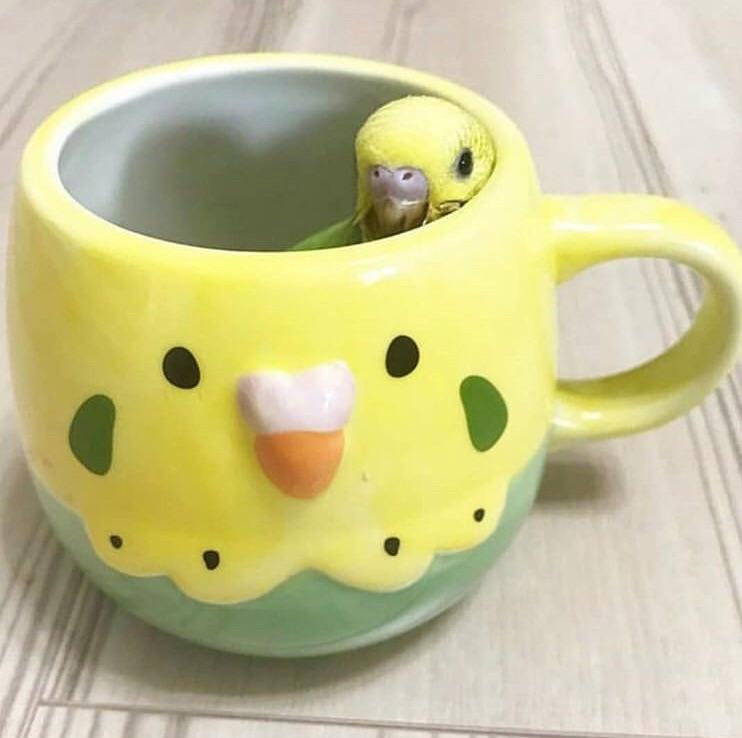 bird in a bird cup