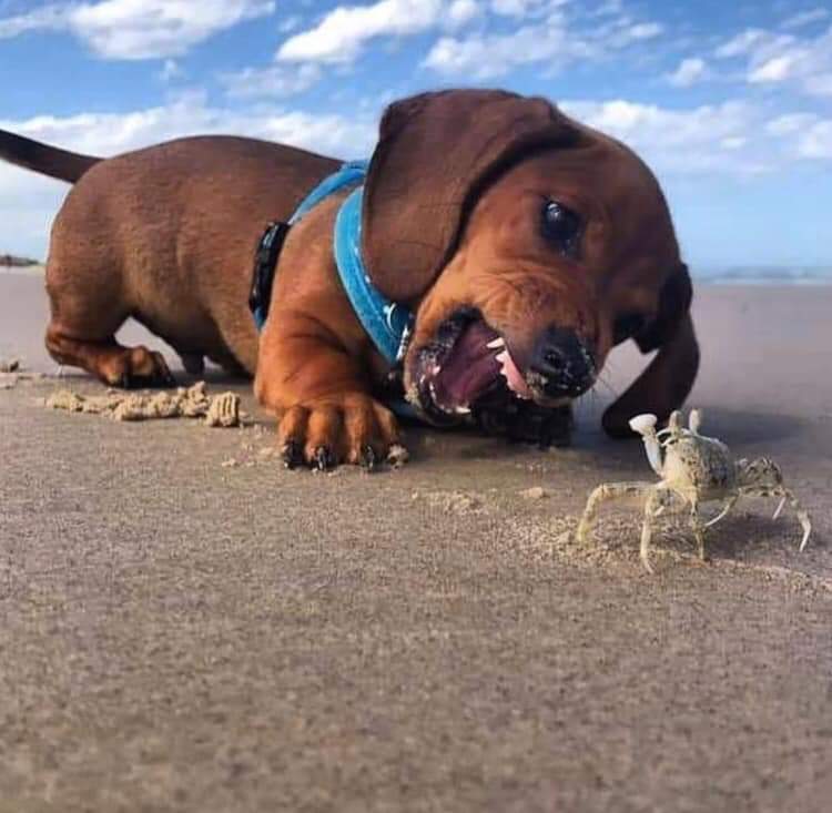 dog and crab on beach