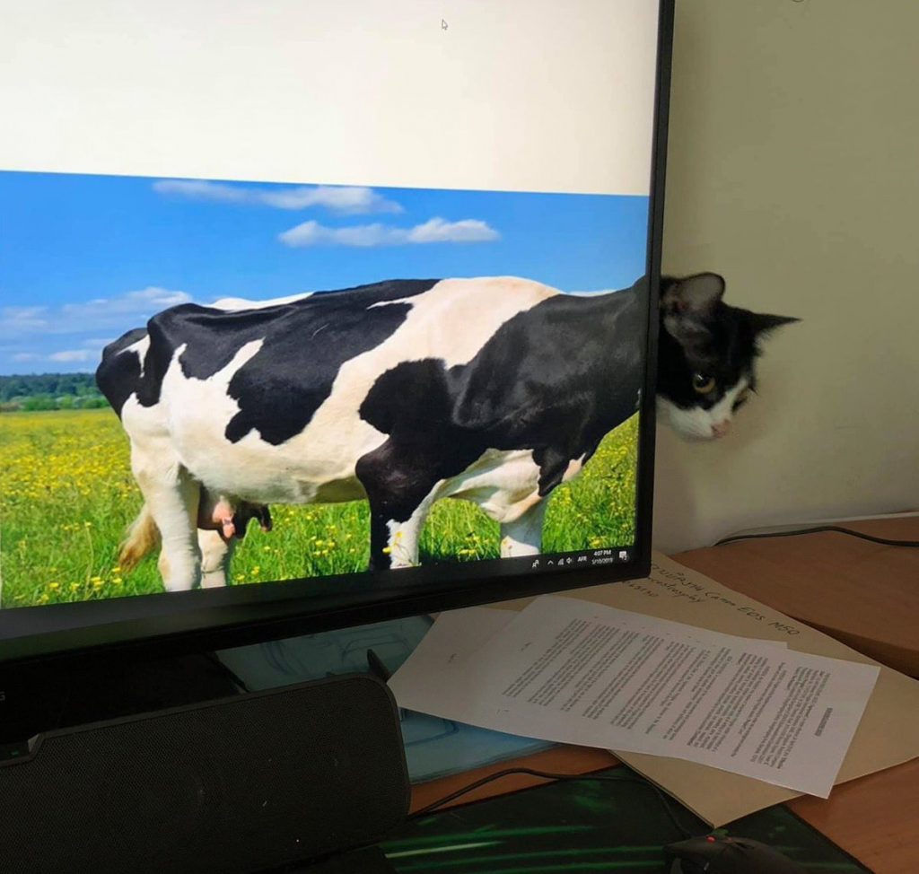 cat hides behind monitor
