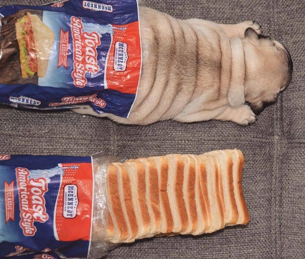 dog in bread bag