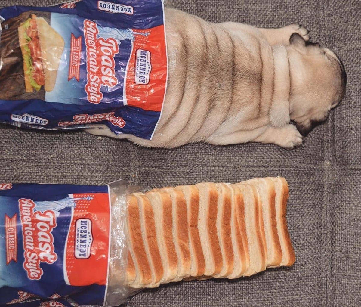 Dog CUTETROPOLIS Bread Pure –