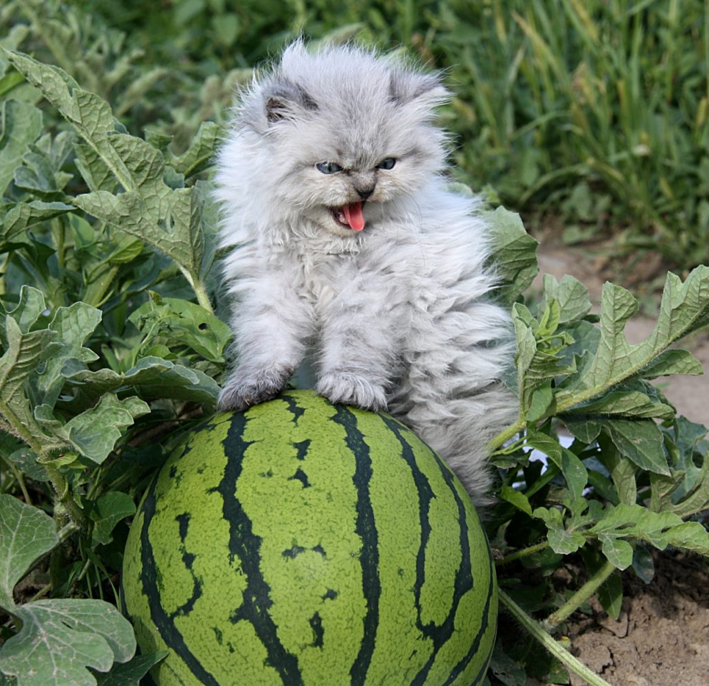 cat on watermelon