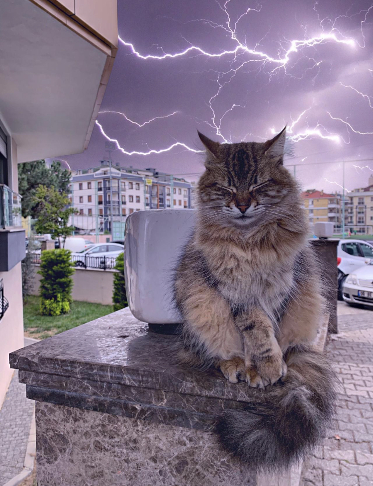 cat and lightning storm