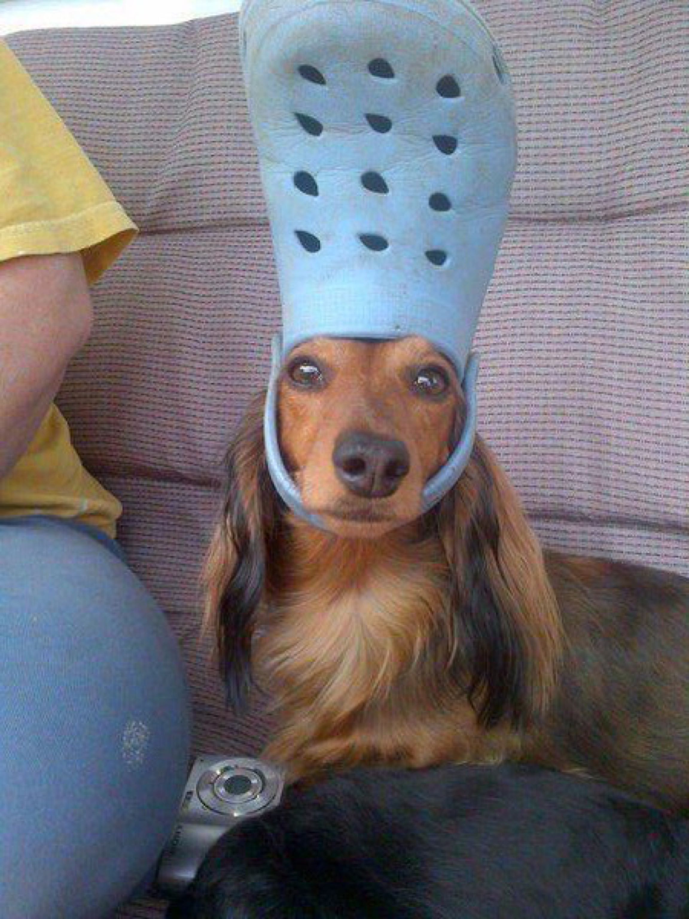 dog croc head