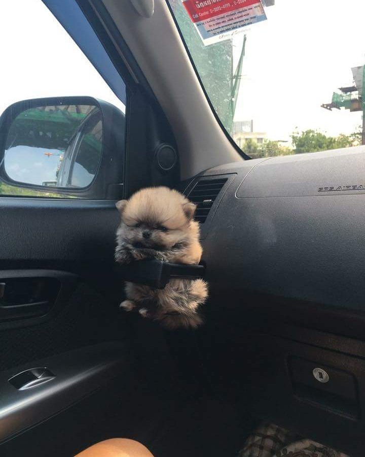 dog in cup holder