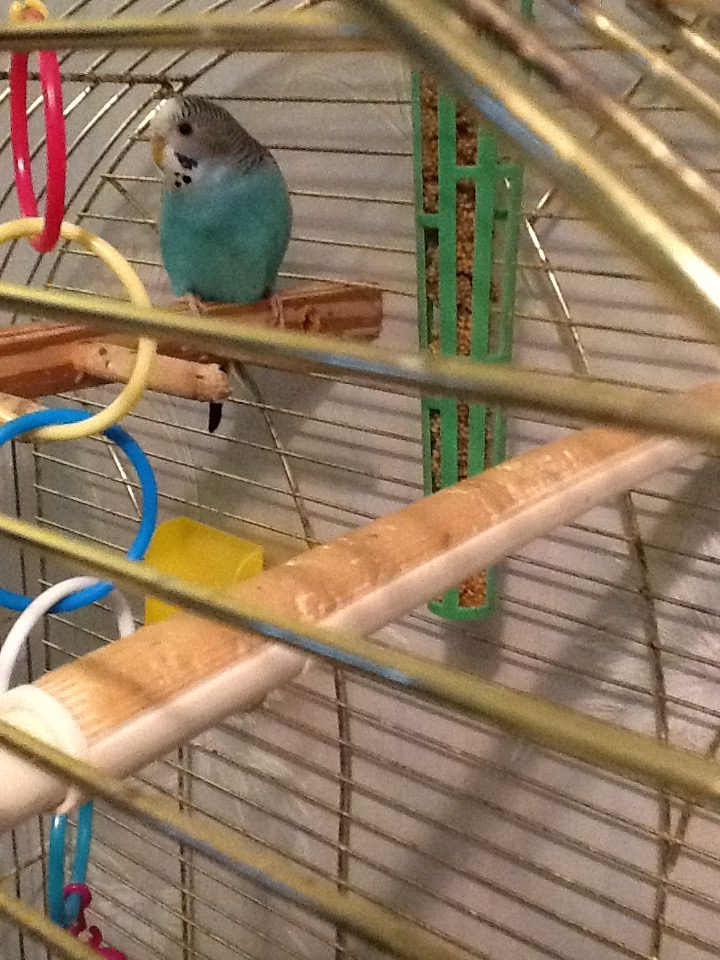 budgie in cage