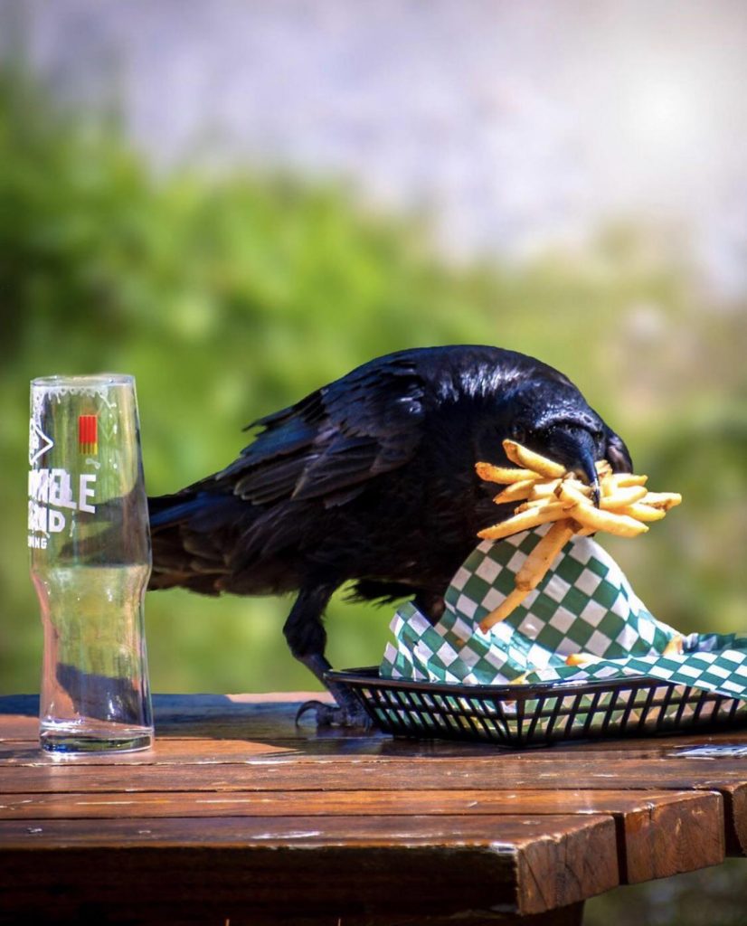 crow steals fries