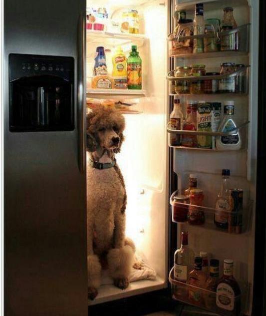 poodle in refrigerator