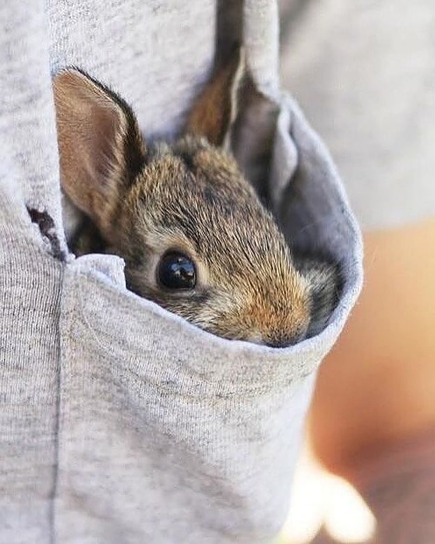 rabbit in pocket
