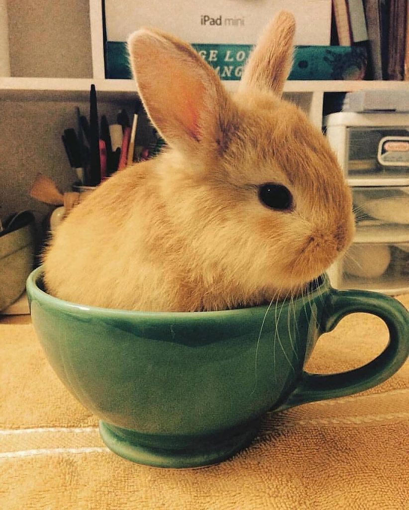 rabbit in cup