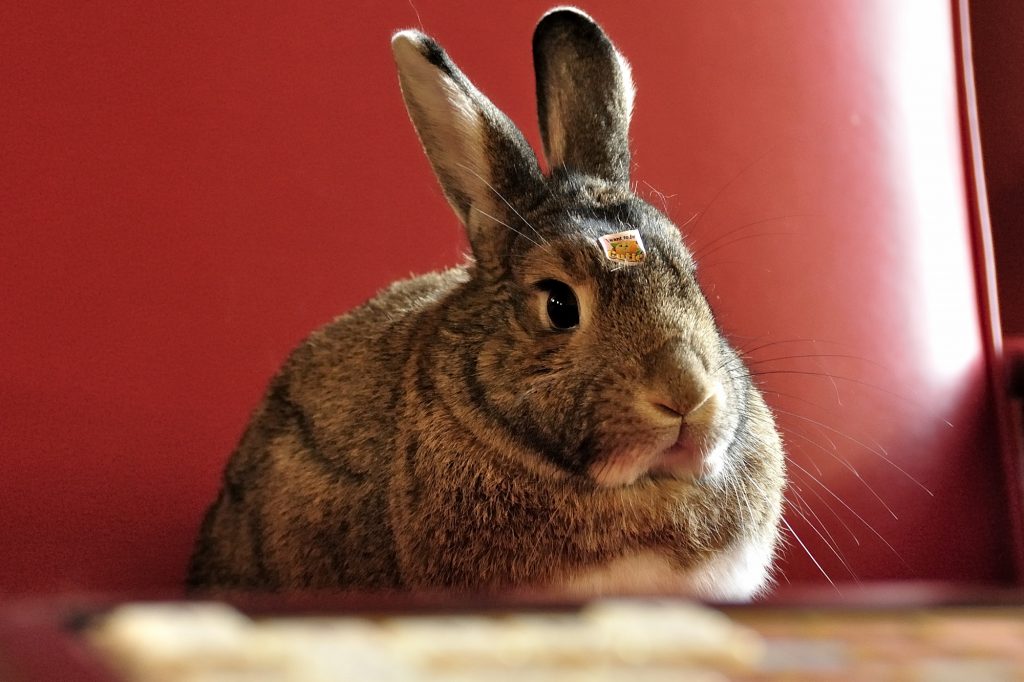 rabbit with sticker on head