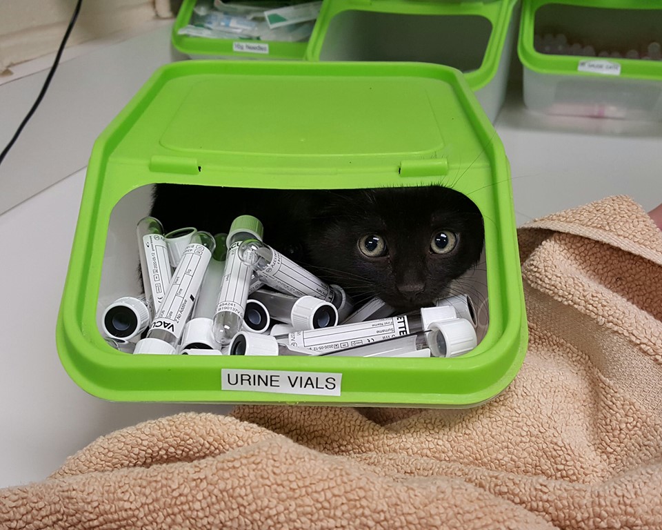 cat hides in box