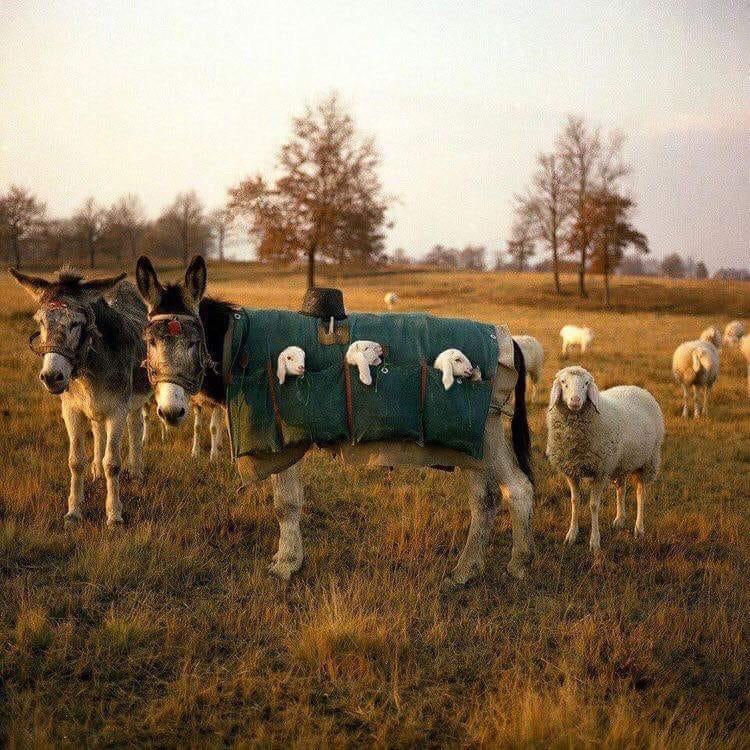 lambs on mule