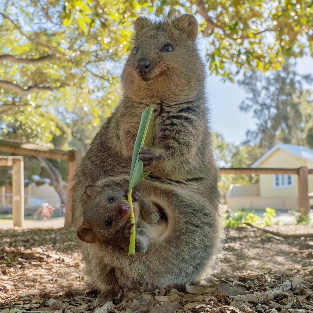 Your Quota of Quokka – CUTETROPOLIS