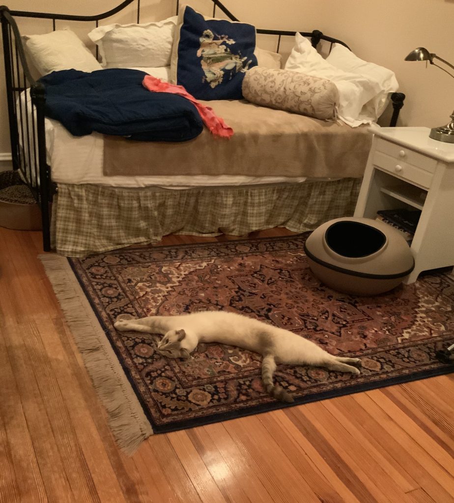 cat on rug