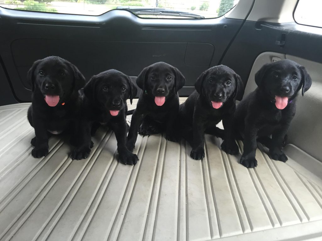 puppies with tongues out
