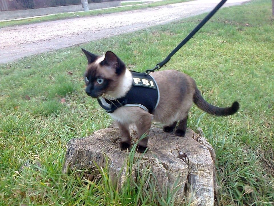 cat in fbi vest