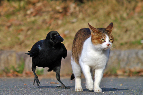 crow follows cat