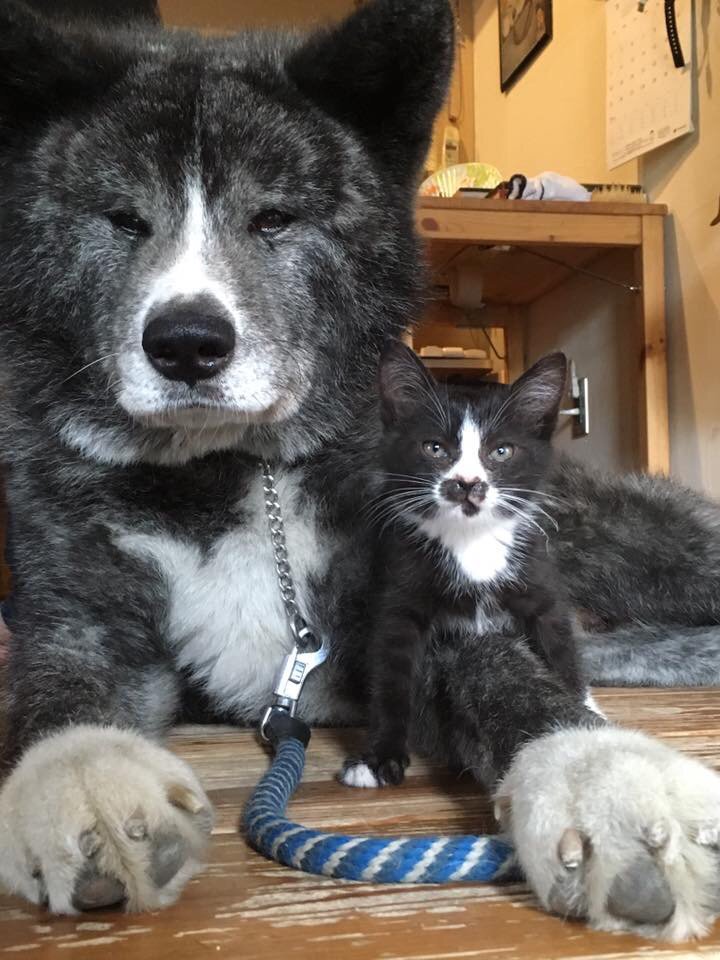 big dog and small kitten