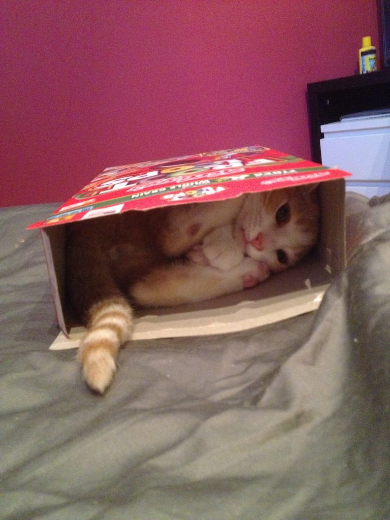 cat in cereal box