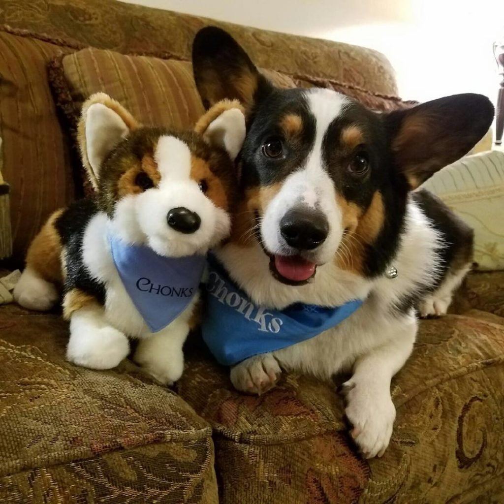 dog and stuffed dog