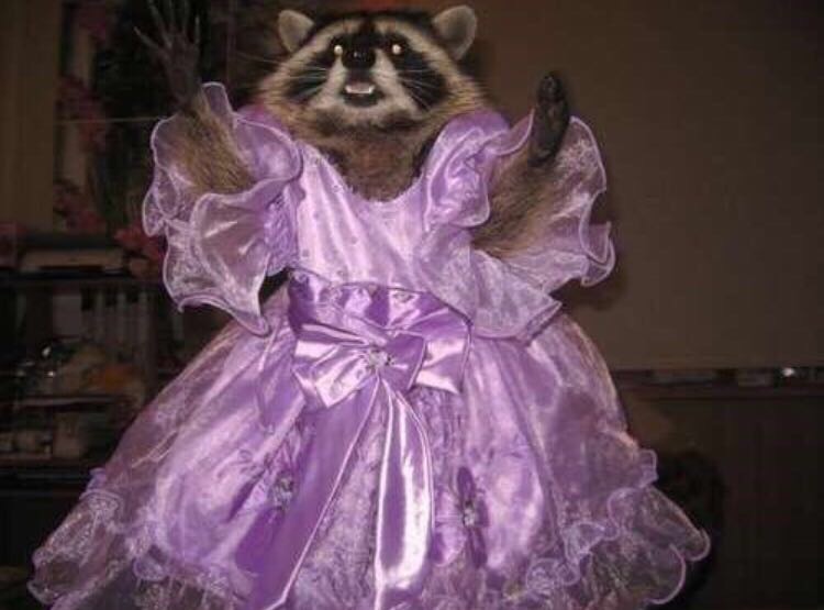 raccoon wears dress