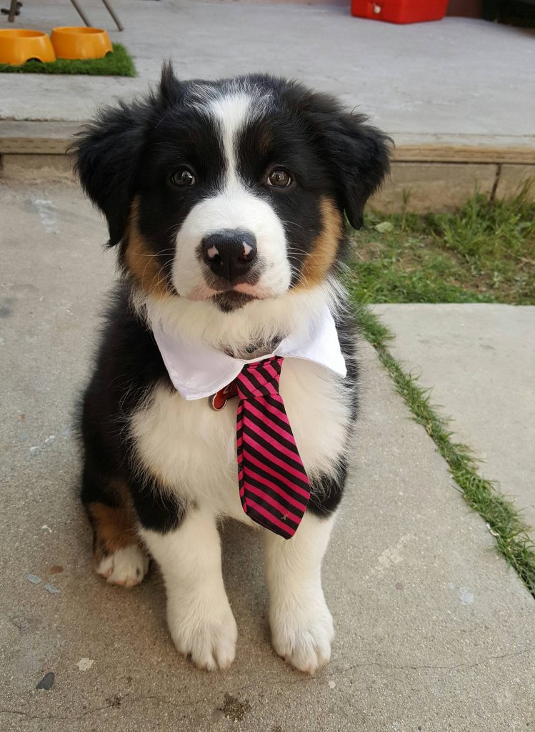 Cute puppy wearing necktie