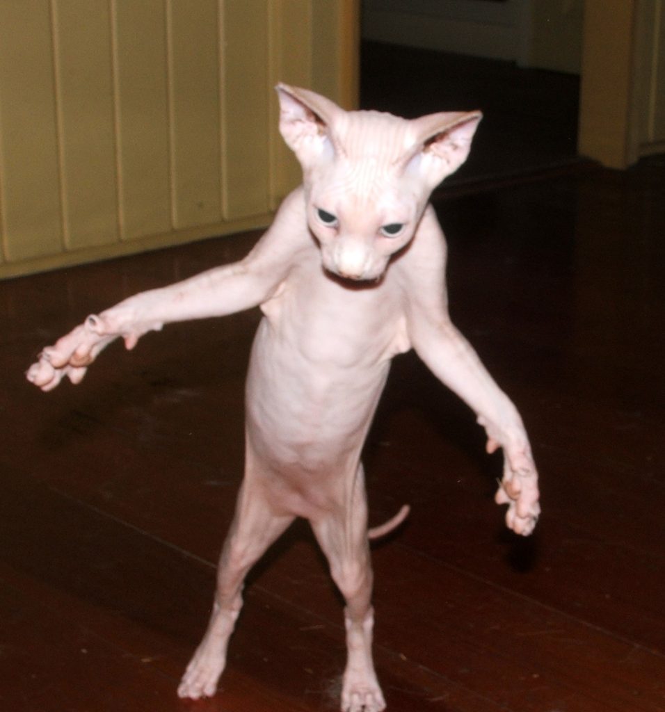 hairless cat stands up