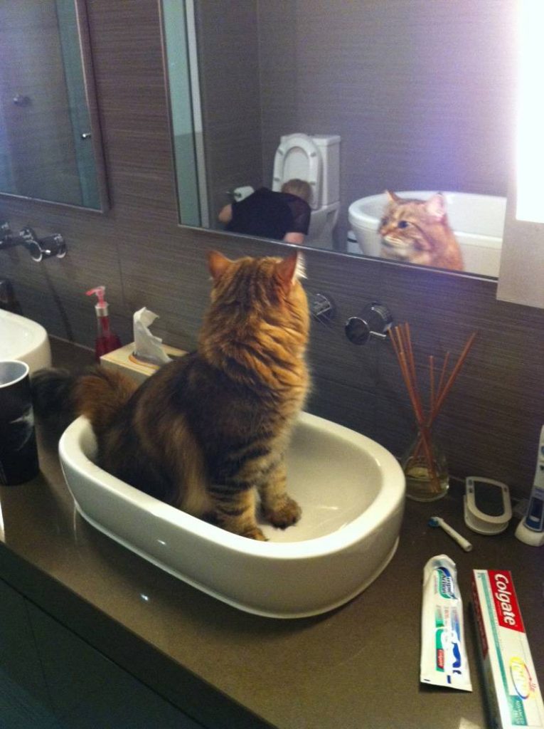 cat watches woman lean over toilet