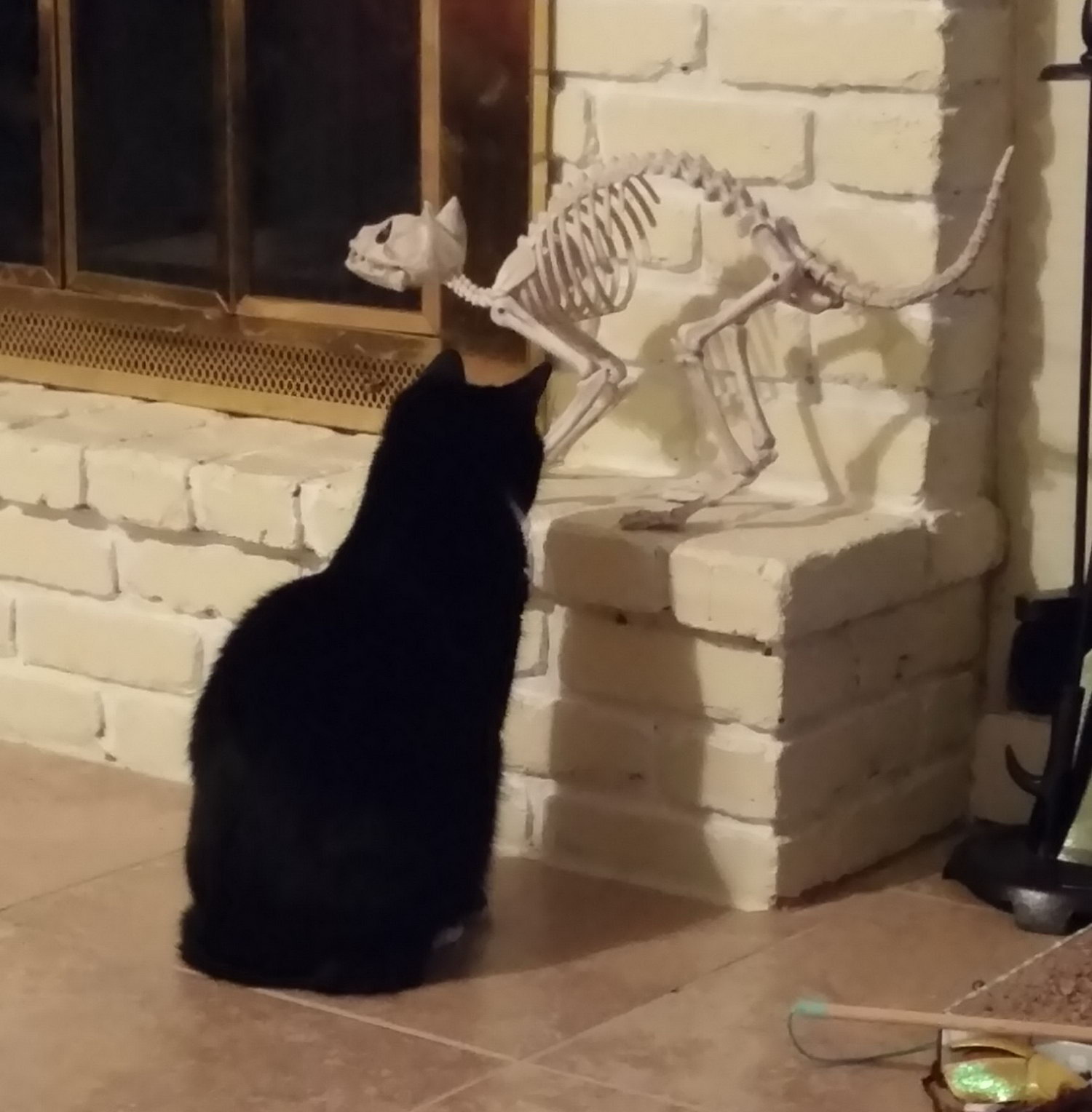 cat looks at prop cat skeleton