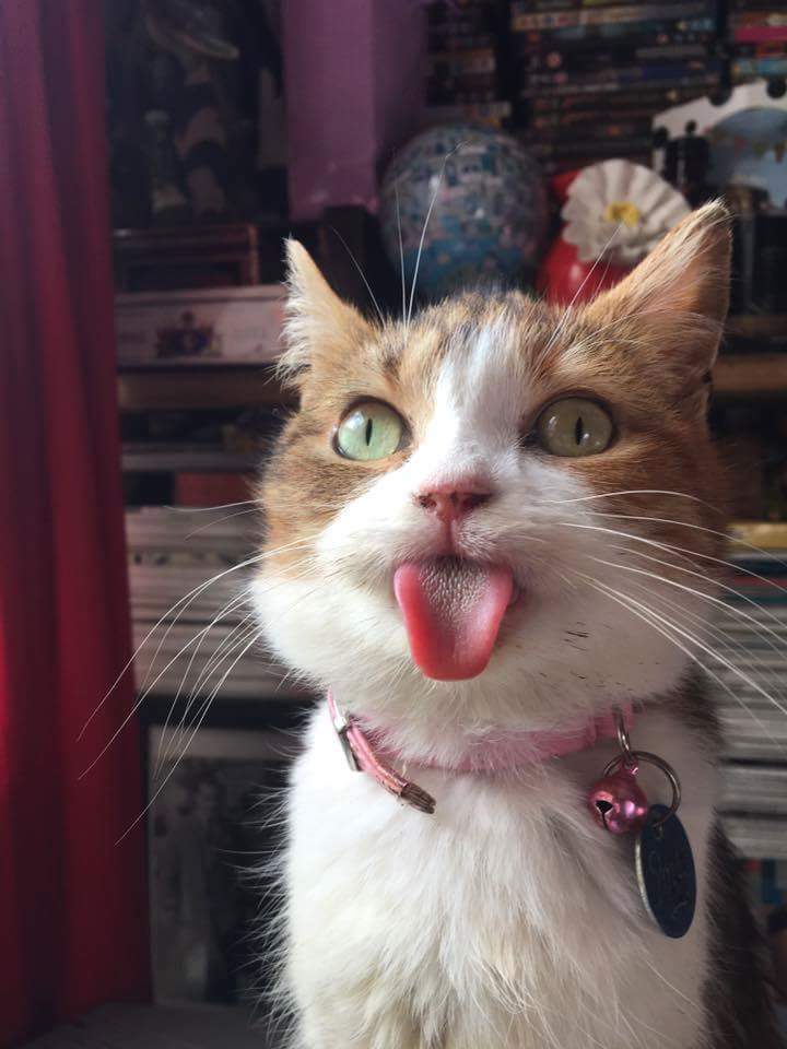 cat sticks out tongue